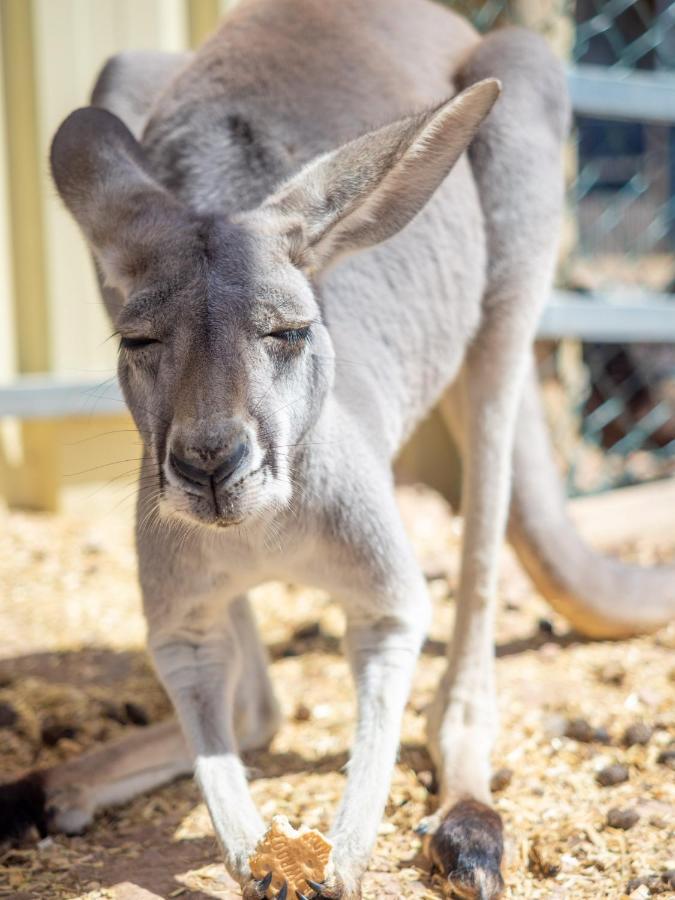 Wallaroo Holiday Park Ngoại thất bức ảnh